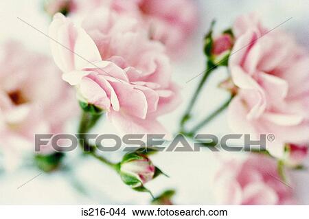 Picture - Rose. Fotosearch