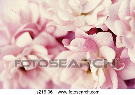 Stock Image - Rose. Fotosearch