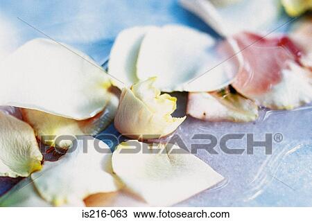Stock Image - Rose. Fotosearch