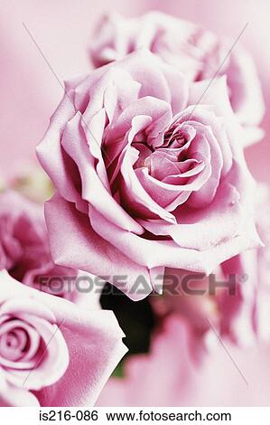 Rose View Large Photo Image Stock Photograph - Rose. Fotosearch