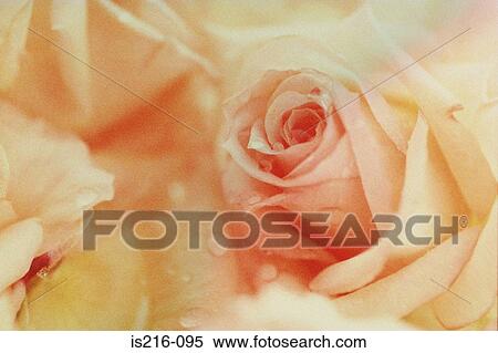 Rose View Large Photo Image Stock Photography - Rose. Fotosearch