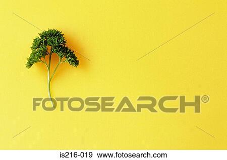 Sprig of parsley View Large Photo Image Stock Photo - Sprig of parsley. Fotosearch