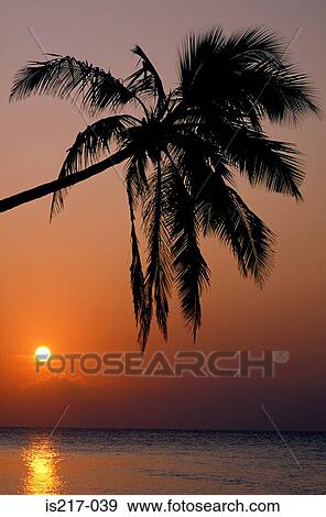 Palm tree and sea View Large Photo Image Stock Photo - Palm tree and sea. Fotosearch