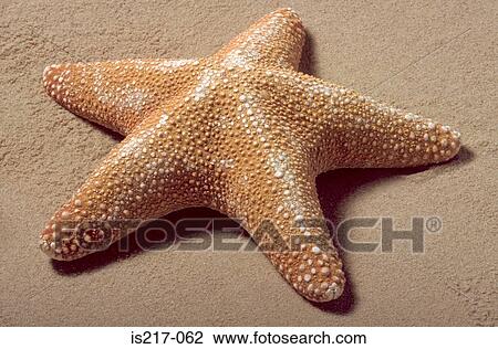 Starfish View Large Photo Image Stock Image - Starfish. Fotosearch