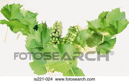 Picture - Grapevine. Fotosearch