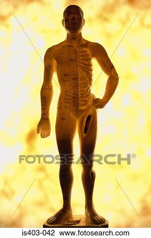 Acupuncture points View Large Photo Image Stock Image - Acupuncture points. Fotosearch