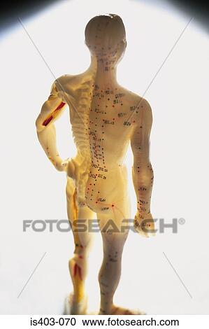 Acupuncture points View Large Photo Image Stock Image - Acupuncture points. Fotosearch