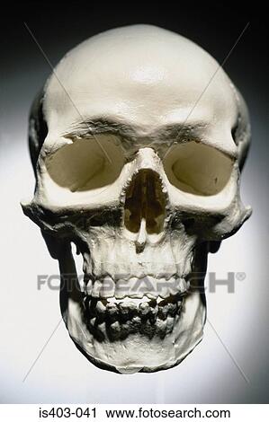 Stock Image - Death's head. Fotosearch