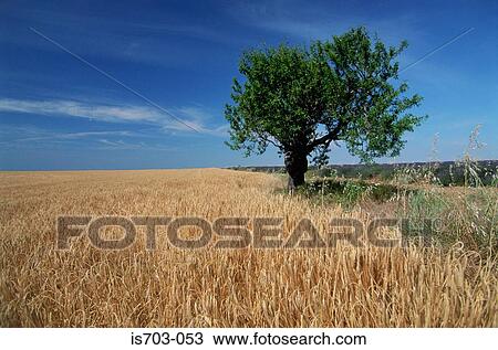 Barley field near Valensole View Large Photo Image Stock Image - Barley field near Valensole. Fotosearch