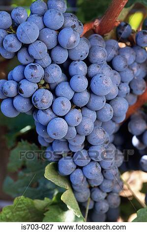 Cabernet Sauvignon grapes View Large Photo Image Stock Photo - Cabernet Sauvignon grapes. Fotosearch