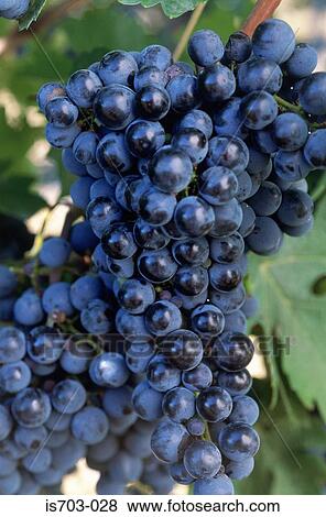 Cabernet Sauvignon grapes View Large Photo Image Stock Photo - Cabernet Sauvignon grapes. Fotosearch