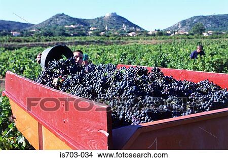 Grape Harvest View Large Photo Image Picture - Grape Harvest. Fotosearch