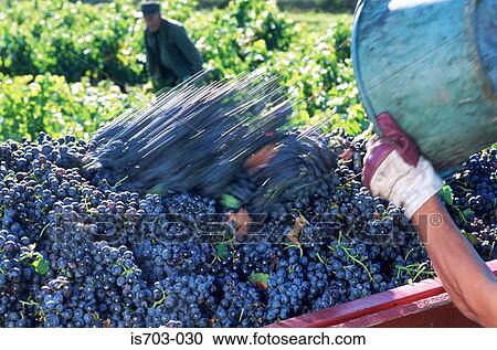 Grape Harvest View Large Photo Image Stock Image - Grape Harvest. Fotosearch