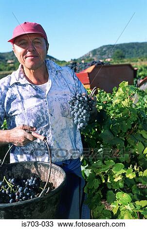 Grape Harvest View Large Photo Image Stock Image - Grape Harvest. Fotosearch