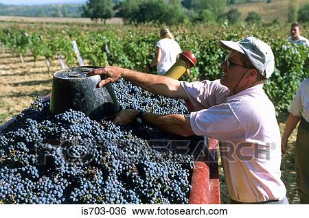 Grape Harvest View Large Photo Image Stock Photograph - Grape Harvest. Fotosearch