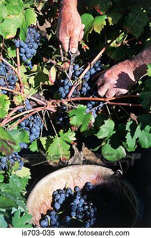 Stock Photography - Grape Harvest. Fotosearch