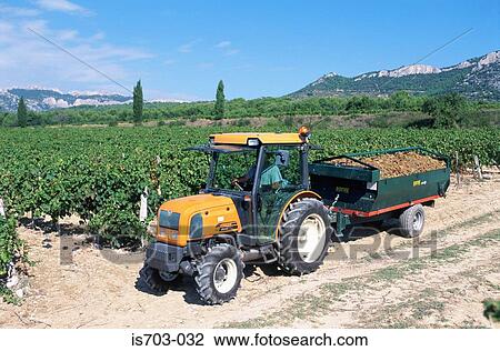Stock Image - Grape picking at Beaumes de Venise. Fotosearch