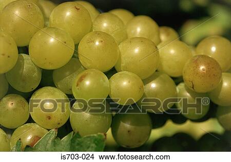Italia grapes View Large Photo Image Picture - Italia grapes. Fotosearch