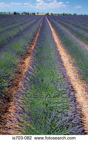 Lavender field near Puimoisson View Large Photo Image Stock Image - Lavender field near Puimoisson. Fotosearch