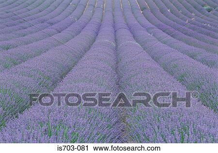 Lavender field near Riez View Large Photo Image Stock Image - Lavender field near Riez. Fotosearch