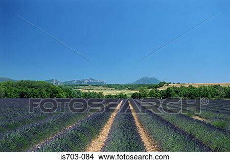 Picture - Lavender field near Sault. Fotosearch