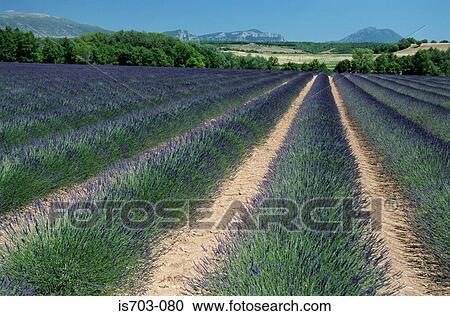 Stock Image - Lavender field near Sault. Fotosearch