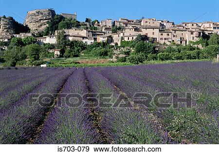 Stock Photo - Lavender field. Fotosearch
