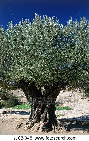 Stock Photograph - Old olive tree, Pont du Gard, Remoulins. Fotosearch