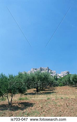Stock Photo - Olive grove at Les Baux de Provence. Fotosearch