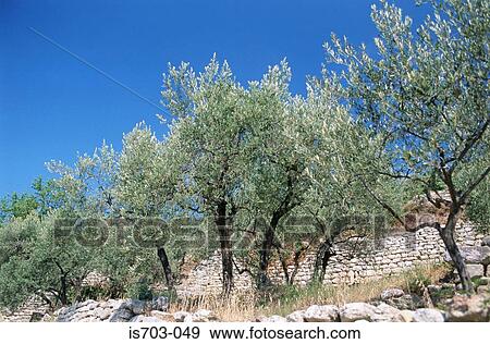 Stock Photo - Olive grove at Les Baux de Provence. Fotosearch