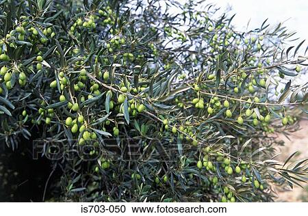Olives at Lex Baux de Provence View Large Photo Image Stock Image - Olives at Lex Baux de Provence. Fotosearch