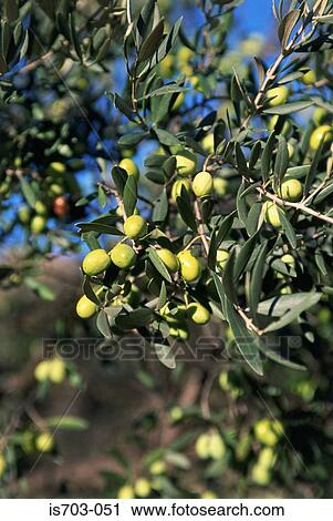 Olives at Lex Baux de Provence View Large Photo Image Stock Image - Olives at Lex Baux de Provence. Fotosearch