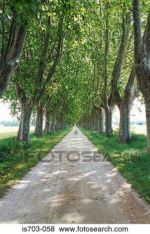 Poplar avenue nr St Rémy View Large Photo Image Stock Photo - Poplar avenue nr St Rémy. Fotosearch
