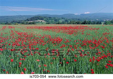 Poppy field in the Luberon Mountains View Large Photo Image Picture - Poppy field in the Luberon Mountains. Fotosearch