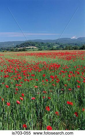 Poppy field in the Luberon Mountains View Large Photo Image Stock Photography - Poppy field in the Luberon Mountains. Fotosearch