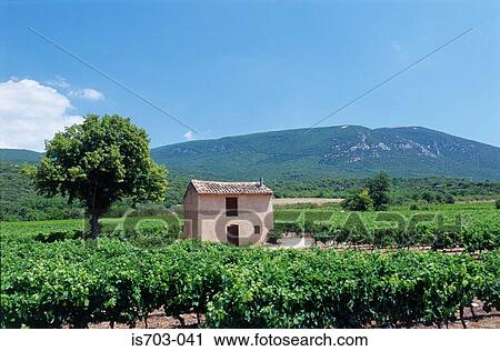 Stock Image - Provence vines nr Rustrel. Fotosearch