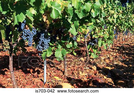 Syrah grapes nr Lirac View Large Photo Image Stock Image - Syrah grapes nr Lirac. Fotosearch