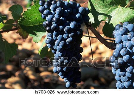 Syrah grapes View Large Photo Image Stock Photograph - Syrah grapes. Fotosearch