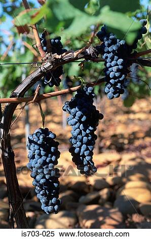 Syrah grapes View Large Photo Image Stock Photography - Syrah grapes. Fotosearch