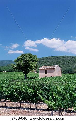 Vineyard in the Luberon View Large Photo Image Stock Image - Vineyard in the Luberon. Fotosearch