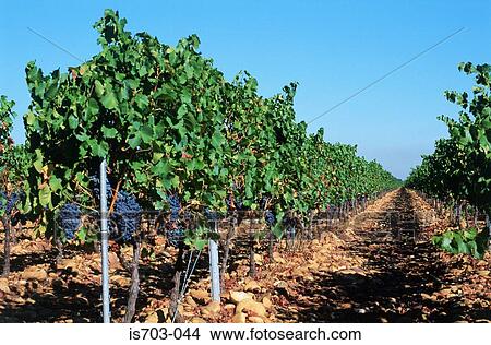 Vineyard near Lirac View Large Photo Image Picture - Vineyard near Lirac. Fotosearch