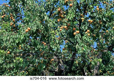 Apricot trees in Oppède, Luberon View Large Photo Image Stock Photograph - Apricot trees in Oppède, Luberon. Fotosearch