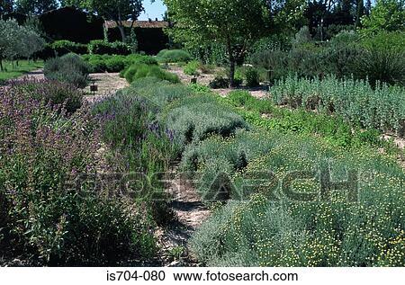 Herb garden, Graveson Perfume Museum View Large Photo Image Stock Image - Herb garden, Graveson Perfume Museum. Fotosearch