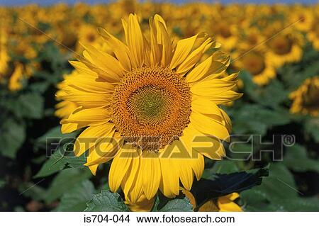 Sunflower View Large Photo Image Picture - Sunflower. Fotosearch
