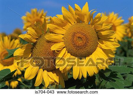 Sunflowers View Large Photo Image Stock Image - Sunflowers. Fotosearch
