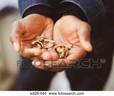 Hands full with walnuts View Large Photo Image Stock Photography - Hands full with walnuts. Fotosearch