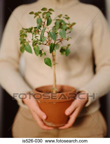 Stock Image - Woman holding a plant pot. Fotosearch