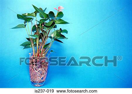 Plant in drinking glass View Large Photo Image Stock Photo - Plant in drinking glass. Fotosearch