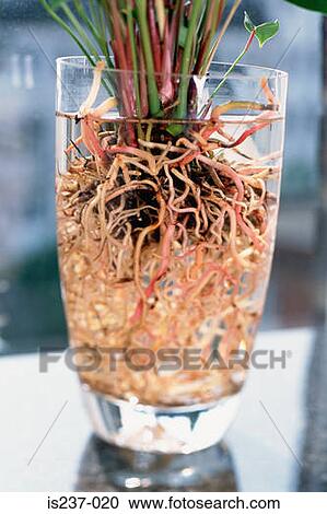 Plant roots in glass View Large Photo Image Stock Image - Plant roots in glass. Fotosearch