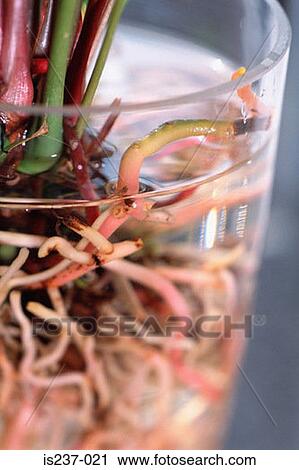 Stock Image - Plant roots in glass. Fotosearch